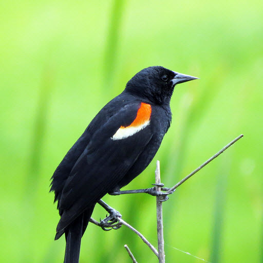 The red-winged blackbird flies in us, in our inner sight. ~Susan Griffin womenswrk #nondualism #holism