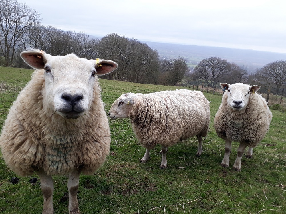 Here's our #Stockwatch for this week on the #MalvernHills & Commons malvernhills.org.uk/stockwatch

Conservation grazing is an important part of this landscape and you will find livestock throughout.

Please keep #dogs on leads near grazing animals to keep the cattle and #sheep safe.