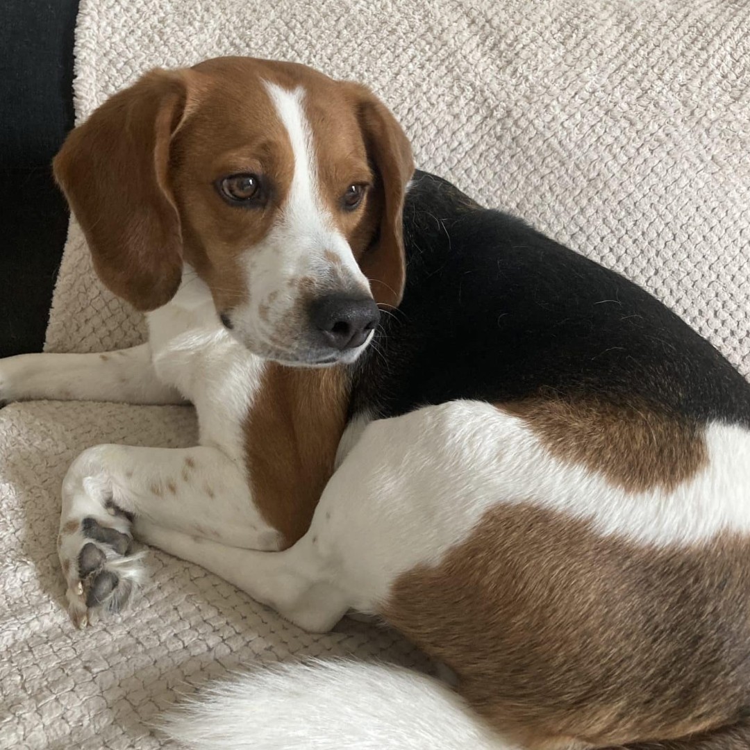 📢 Donne beagle mâle 6 ans - Isère Contactez le maître : ➡ chiensadonner.com/ads/toutou-don… 🙏 Merci d’avance pour vos partages. #chien #adoption #adopte #beagle #isere #chienadonner #chiensadonner Attention ! Chien a donner, merci de signaler toute demande d'argent.