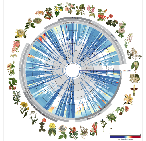 👉Contribution de @THaever @ISYEB_UMR à l'article 
'Phylogenomics and the rise of the angiosperms.' 
Zuntini, A.R. @kewgardens et al. 
paru le 24 avril 2024 dans @Nature 
#Angiosperms #Plant_evolution #Phylogenetics #Phylogenomics #Speciation
🌸doi.org/10.1038/s41586…