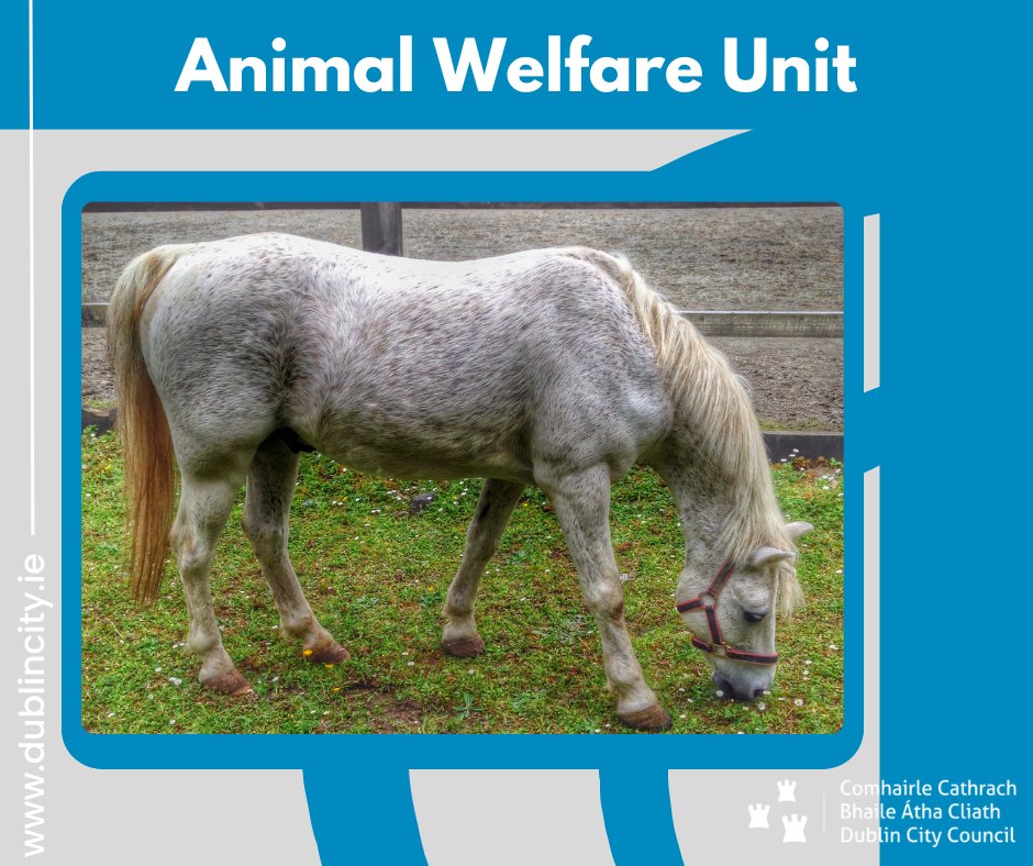 The role of the Animal Welfare Unit is to ensure the welfare of Dogs and Horses in the Dublin City Council area. For more information; bit.ly/3CZGMVA #AnimalWelfare #Dublin