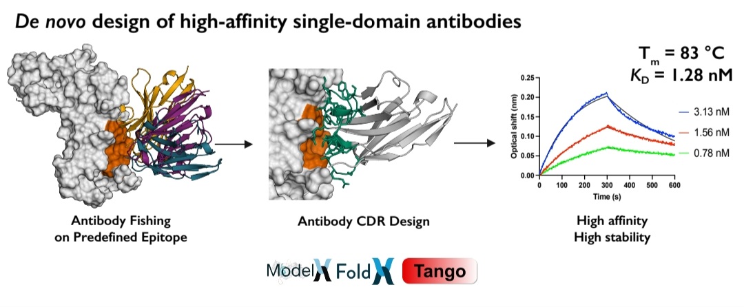 Happy to share the #preprint on #denovo #antibody design in a single round yielding stable Abs with high affinity:
lnkd.in/ew5ATYHy
Grateful to be part of great collaboration efforts betwen @VIB_Switch_Lab  @KU_Leuven @CRGenomica  @InflamResCen @VIBLifeSciences  @ugent