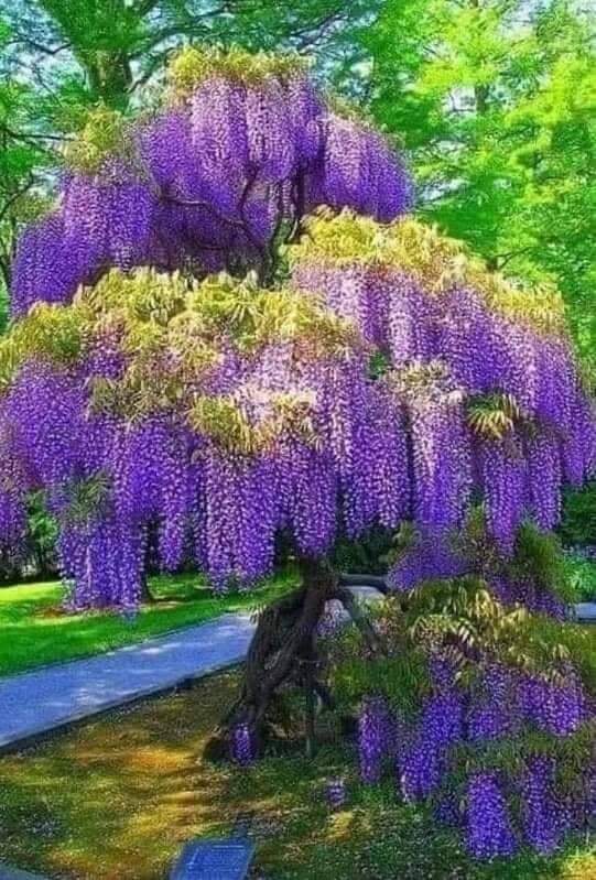 Purple 💜💛💜