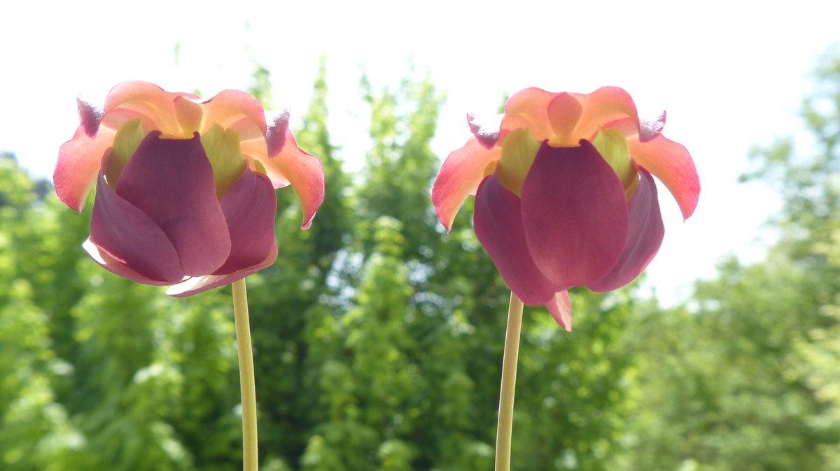 Meine Sarracenia purpurea (Rote Schlauchpflanze) blüht! 🤩 #kleineFreudendesAlltags