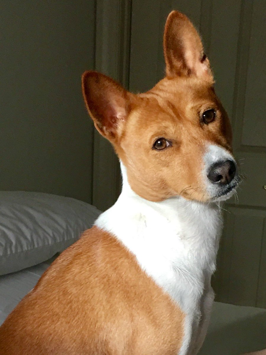 Hawk Nation: As u begin final exams this week, remember that u are amazing, talented, capable of anything u are willing 2 work 4 & that YOU can change ur life today. Good luck! #bartthebasenji @HACC_info @Basenjiofficial