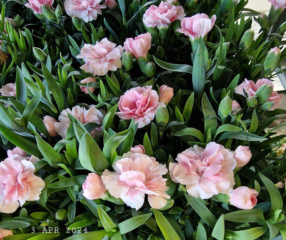 Light carnations.
#nature #flowers #carnations #FlowersPhoto