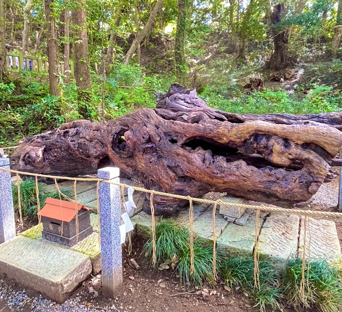 辰年最強開運⛩️泉神社⛩️
🐲泉龍木🐉龍じゃ😄
#泉神社
#泉龍木