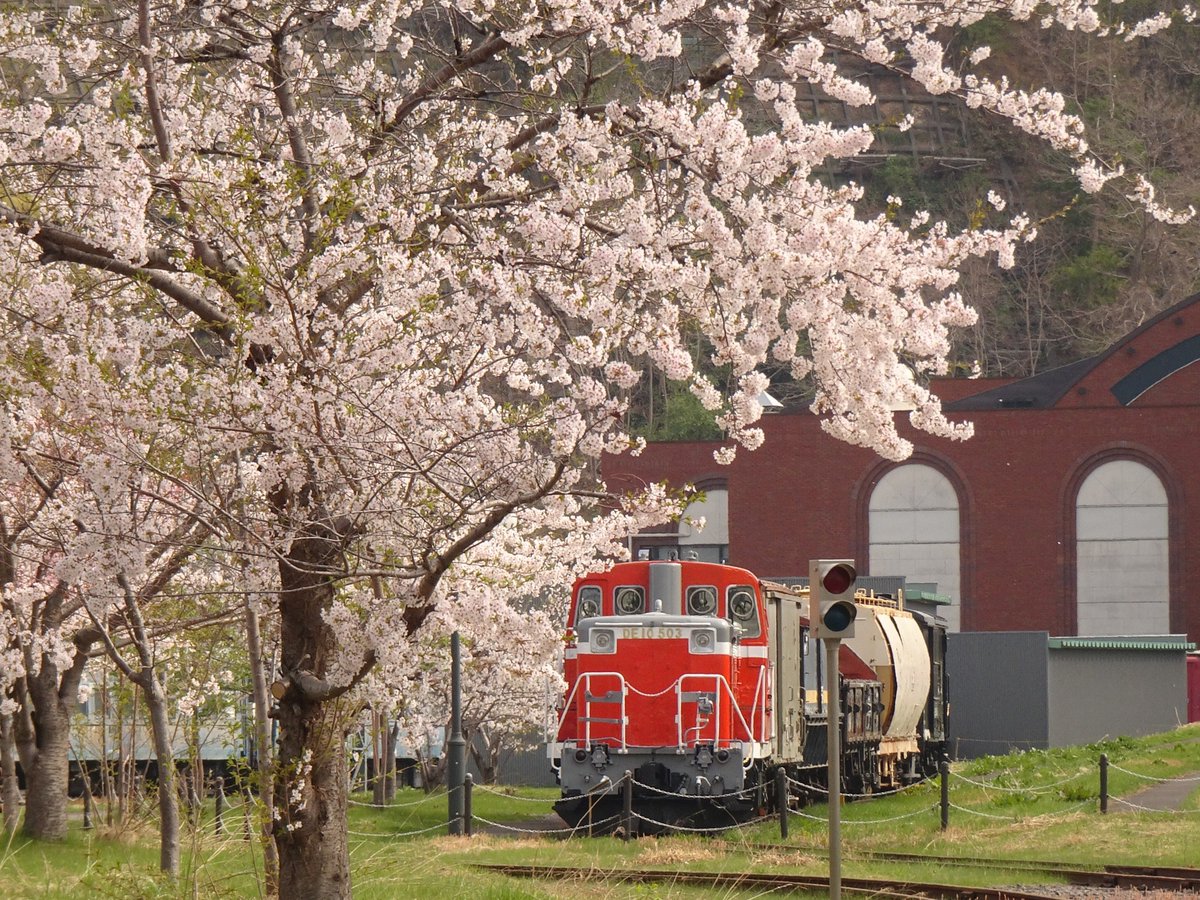 博物館本館の屋外展示場の桜です。