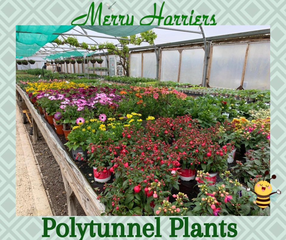 Our polytunnel is now fully open and packed full with lovely basket and container plants also some bedding and vegetables. It’s time to get busy! 
merryharriers.co.uk #gardencentre #summerplants #gardencentredevon
