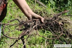 #7wordspoet

Sassafras roots clearly smell like root beer