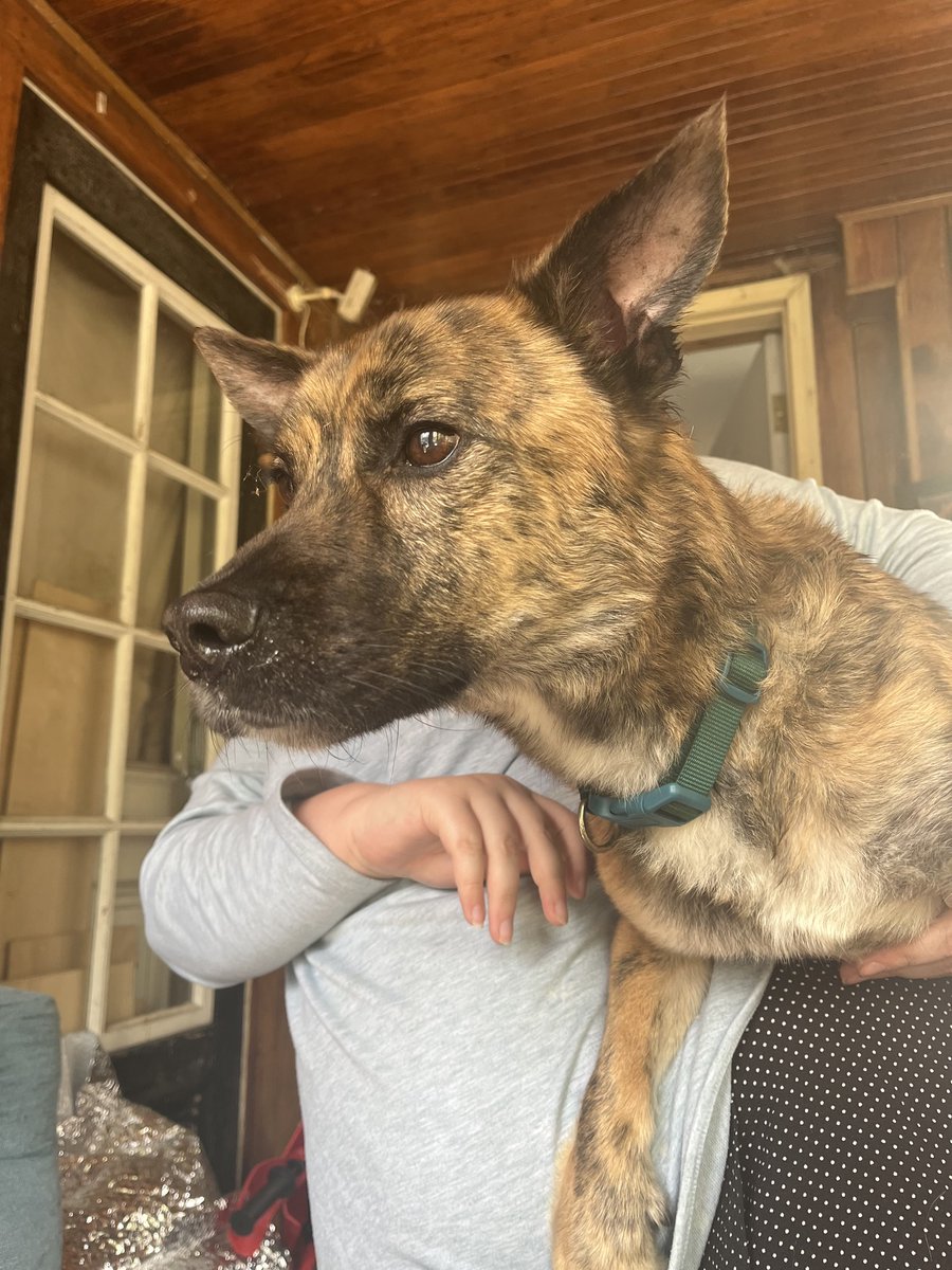 Richmond firefighters removed and then resuscitated this dog from the second floor of a house fire late last week. Paramedics cleared the dogs throat and then gave it oxygen.