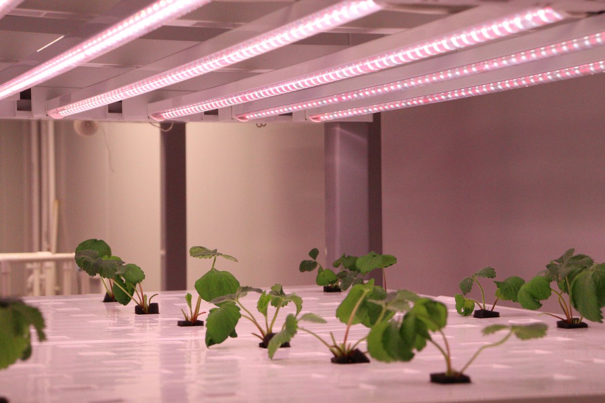 Feedback from the customer: 'I use the Ledestar LEDs to achieve the second harvest'💯💯

ledestar.com
#ledgrowlights #indoorfarming #verticalfarming #cultivation #leddidoe #horticulture #horticulturelighting #infrared #photosynthesis #feedback