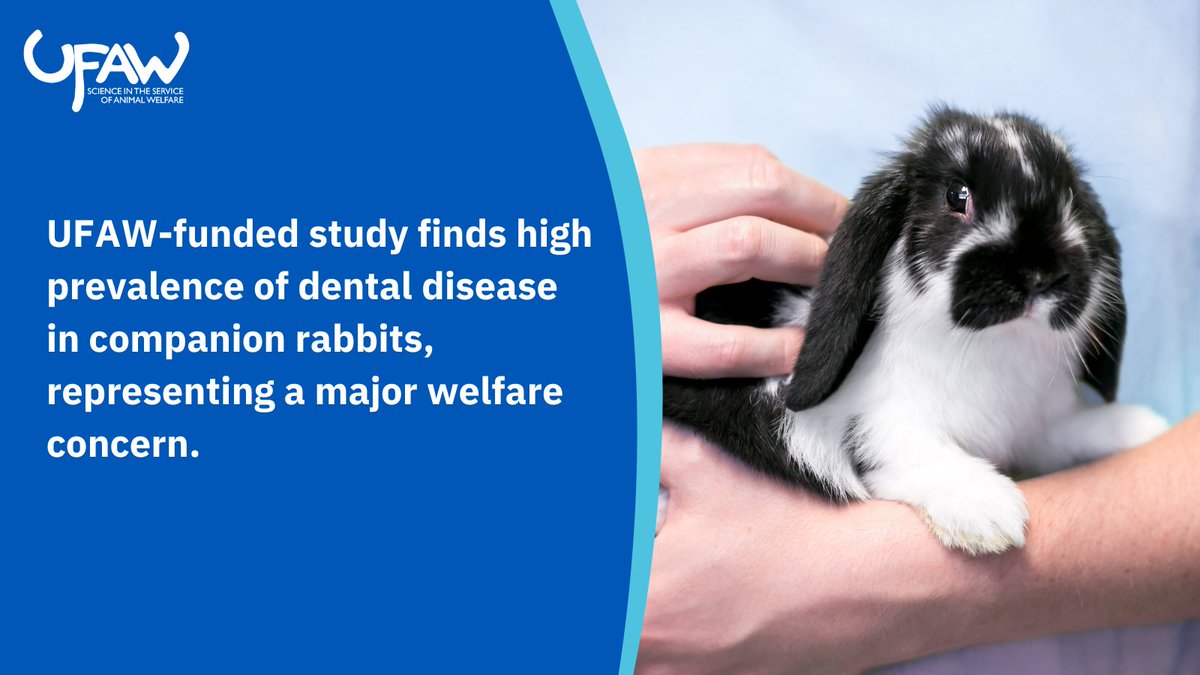 🔍Latest study funded by UFAW has identified that each year, more than one in seven companion #rabbits in the UK are suffering from dental disease, a condition which can cause severe pain. Read more here➡️ow.ly/4UCP50RquOr #animalwelfarescience #animalwelfare