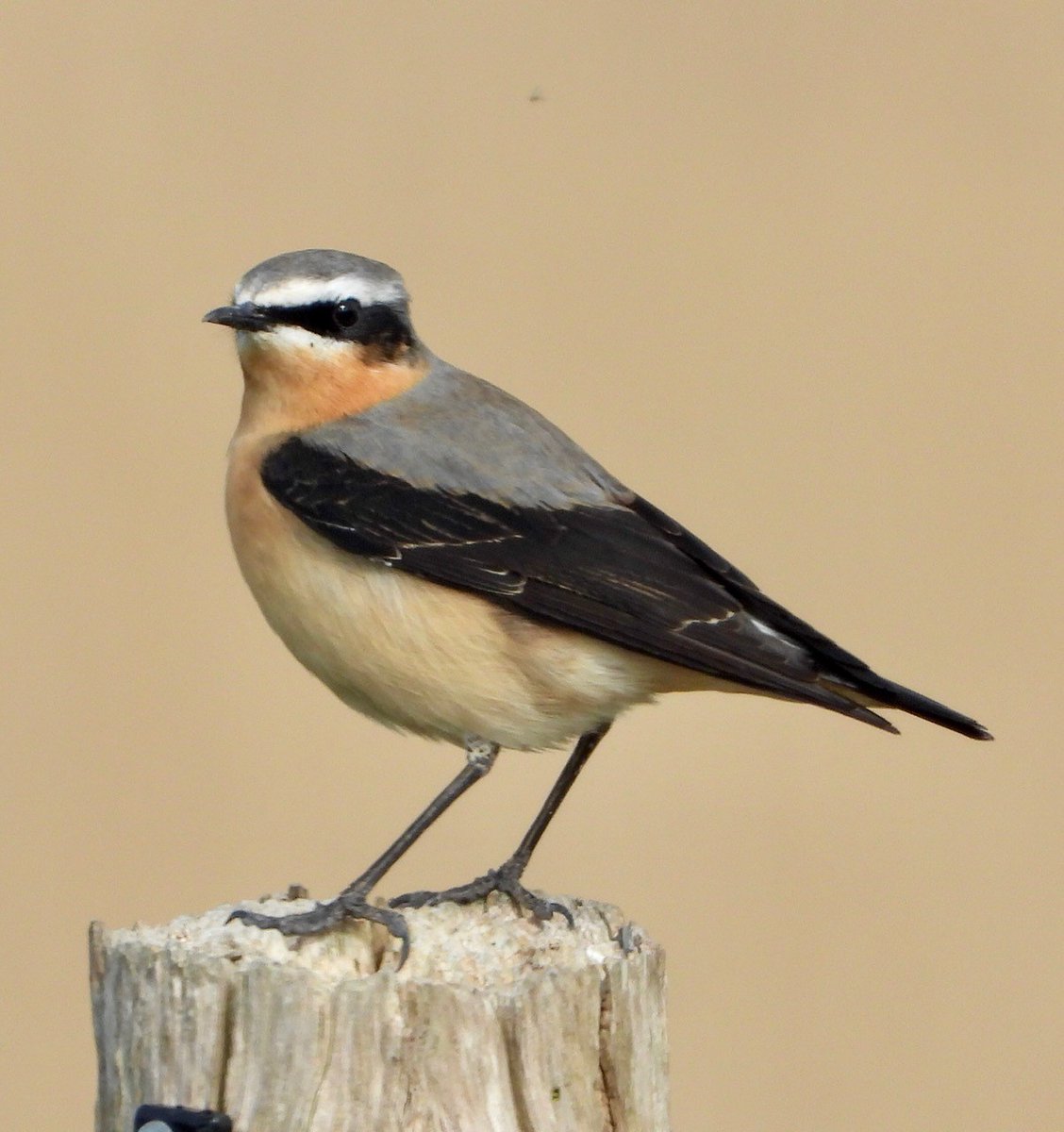 Wheatear Wednesday 👀 Keep your eye out for these as they pass through on their way north for the summer. Their name translates to 'white arse', you'll see a characteristic white T on their rump as they fly away from you! #Wheatear #wheatearwednesday #brirdsofchichesterharbour