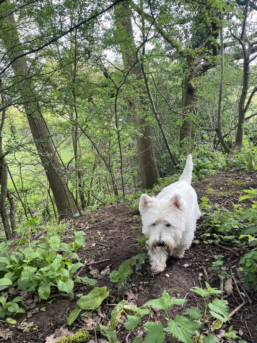 Jus checking de woods for zombs #ZSHQ #Westie #Dogs