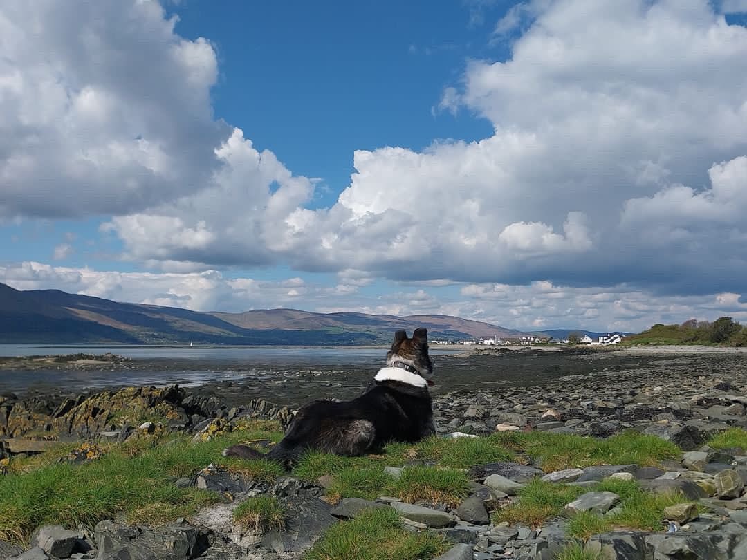 Floss enjoying the view over Carlingford Lough yesterday. 📸 @maureencrawley6 #carlingfordlough #lochcairlinn #killowen #countydown