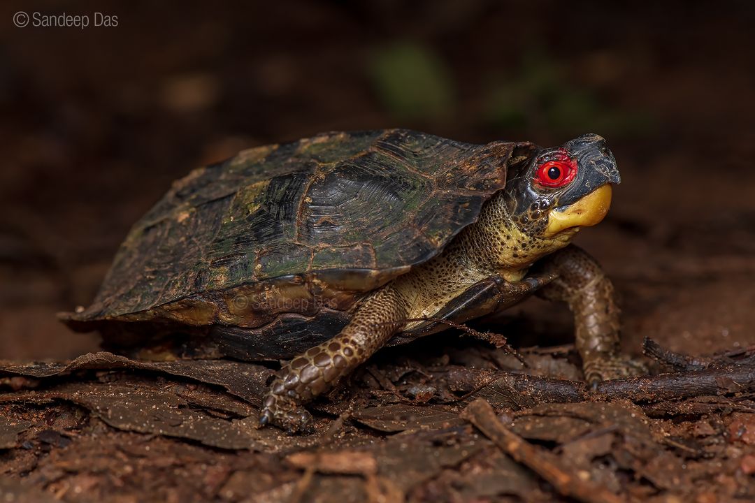 #Repost • A Cochin cane turtle (Vijayachelys silvatica) photographed by Sandeep Das (@_sandeep_das_) The Cochin cane turtle, also known as the Kavalai forest turtle, is a rare species endemic to the Western Ghats of India. Initially discovered with only two specimens in 1912,