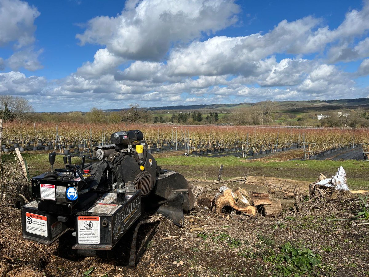 TreeProLtd's tweet image. This client in Leeds village had these trees removed many years ago but never needed the space so left the stumps. However now they have decided to put in a patio area looking out over this orchard and the north downs. 

So bye bye stumps and hello new space.