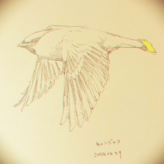 鳥を描くのもすき
