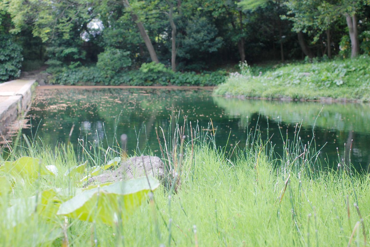 小石川後楽園を徘徊
#ファインダー越しのわたしの世界 
#田舎出身の女が撮る東京