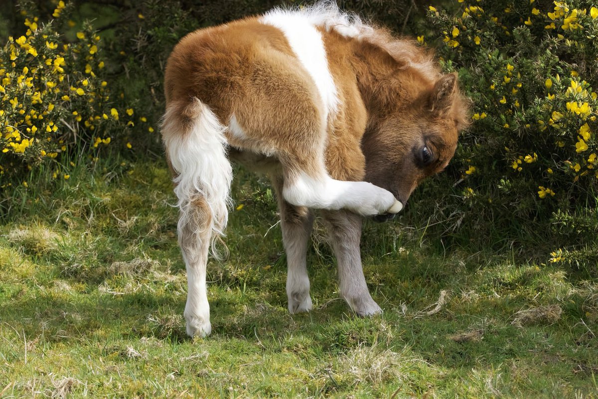 Day old foal on Bodmin moor