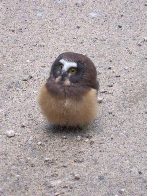 警察に事情聴取されたフクロウの赤ちゃん