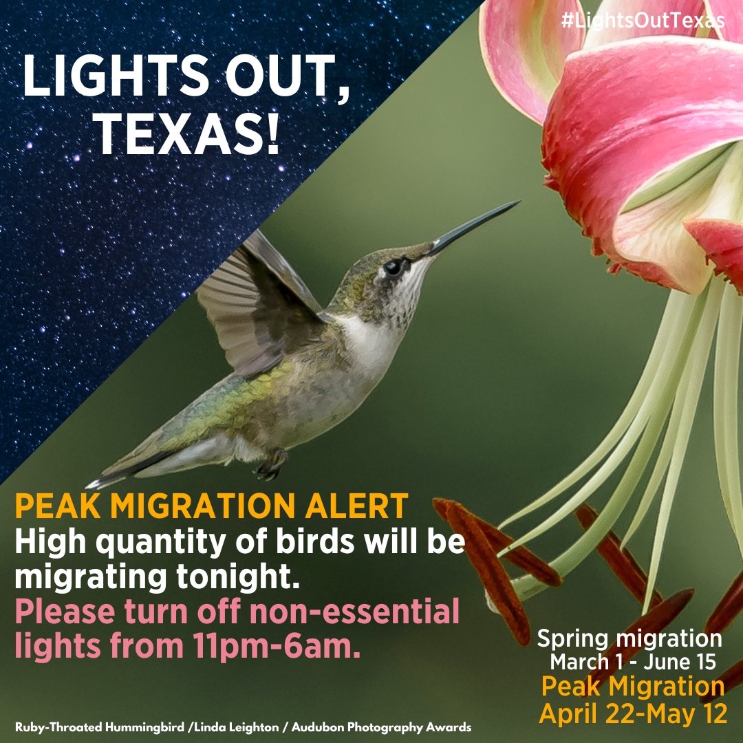 🌟 Join us for Peak Migration Season from April 22nd to May 12th! Help protect migratory birds by turning off non-essential lights from 11pm-6am. Let's make a difference together! 🐦✨ #lightsoutdallas #birdmigration