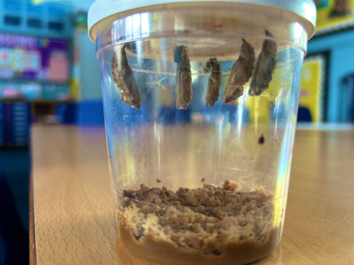 LeaForest_MissC's tweet photo. We are really enjoying watching our caterpillars transform into butterflies. This morning we were surprised to see them all hanging in their chrysalides 🦋🐛. @lea_forest_aet @Lea_Forest_HT @fiona_hartwell https://t.co/ZHzPObwQQk