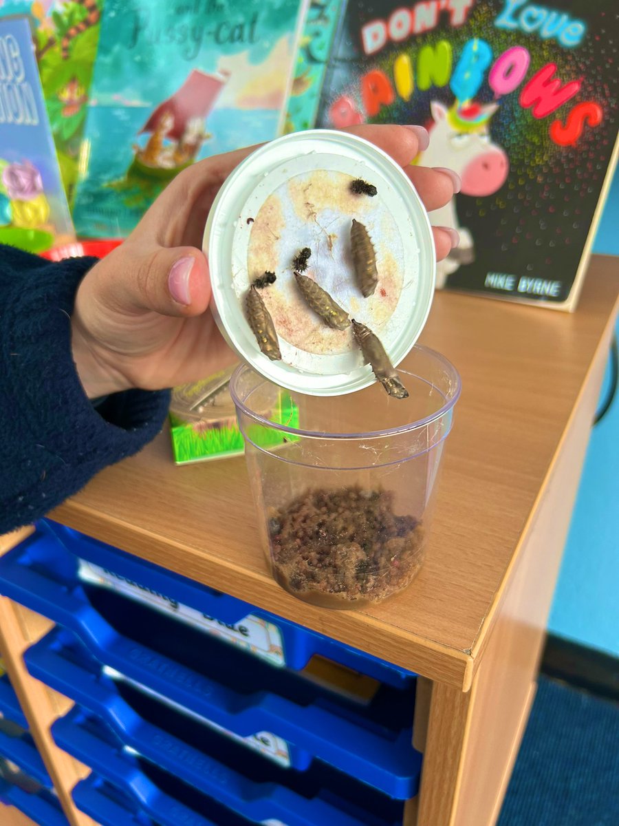 LeaForest_MissC's tweet photo. We are really enjoying watching our caterpillars transform into butterflies. This morning we were surprised to see them all hanging in their chrysalides 🦋🐛. @lea_forest_aet @Lea_Forest_HT @fiona_hartwell https://t.co/ZHzPObwQQk