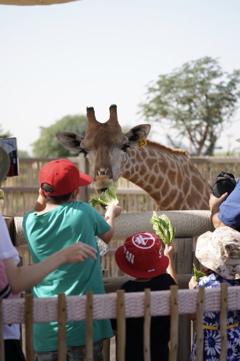 Come join us for feeding time with these beauts🦒🧡