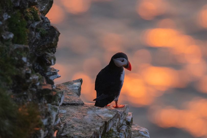 Fancy spending breakfast with the Puffins? Join us for breakfast then head out for a expert-led morning walk on the reserve in search of Puffins, Gannets and more! 🌞🍳🚶 Click here to book! 👉 rb.gy/x8m5s6 📷 Puffin - Ellen Leach