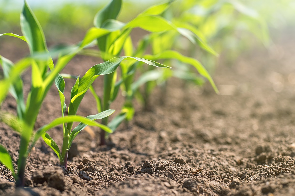 #29Abril #Agricultura Fedeagro: Es necesario que haya seguros agrícolas, fondos de fomento y de estabilización de precios / Los inversionistas que están en la nación «pueden apoyarnos» a través de los papeles comerciales... visionagropecuaria.com.ve/fedeagro-es-ne…