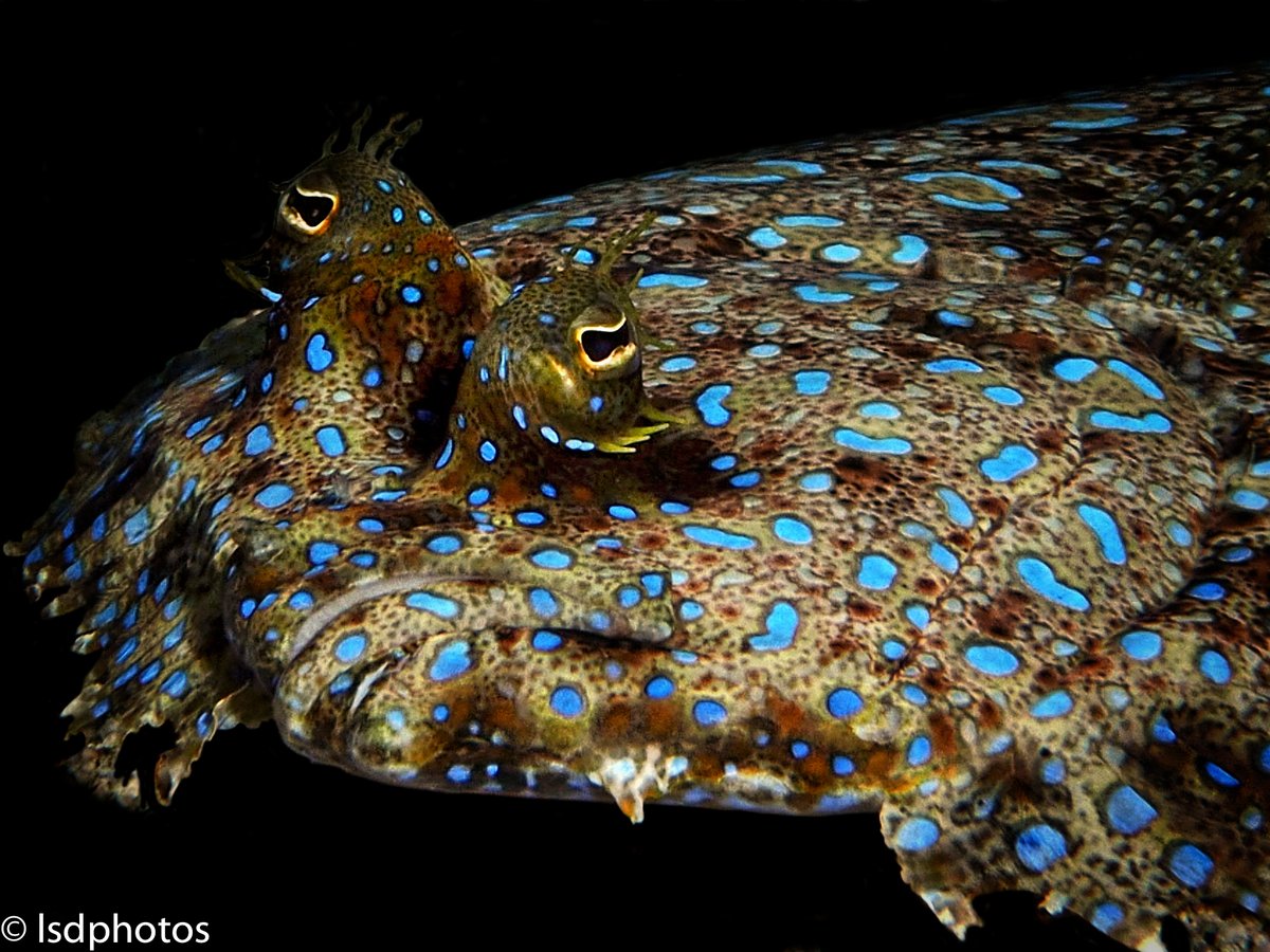Featured Photos: Peacock Flounder

#scuba #scubadiving #underwaterphotography #saintlucia #stlucia #divesaintlucia #marinelife #ocean #islandlife #PADI #photography #flounder #peacockflounder