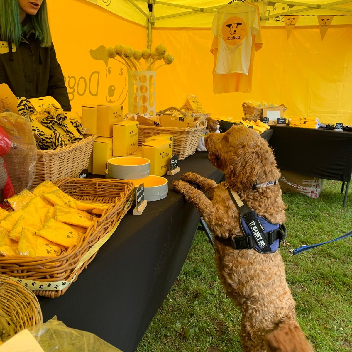 That's our first @DogFestUK of the year complete! We had a pawsome time meeting so many of you and your dogs at Loseley Park - despite day two being cancelled thanks to the weather 🌧️ Here's some highlights! 👇 Book tickets to your local DogFest: bit.ly/3Okheap