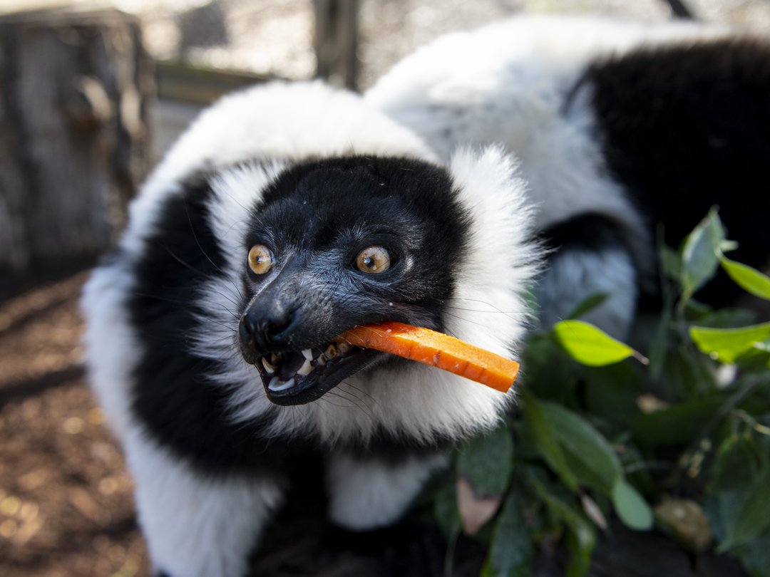 We have another lemur birthday to celebrate! Our black-and-white ruffed lemur mom ‘Eny’ is 5 today! 🎉 Black-and-white ruffed lemur moms are pretty amazing – they build nests for their young that can be 10 to 20 metres off the ground! 🤯 #YourZooYYC