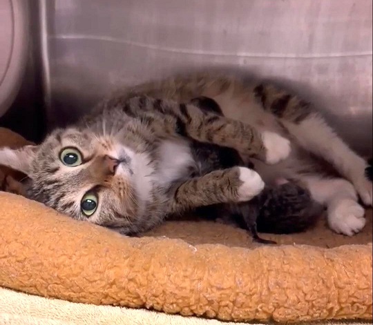 🎊RESCUED! THIS TABBY MOM & 2 KITTENS R SAFE!🎊 ▶facebook.com/cobbcountykitt… ❤TY 4 PLEDGING & SHARING❤ 👏🏽TY Furkids Animal Rescue @furkidsinc ➡2 honor your pledge or donate PayPal email info@furkids.org *Mark 4 tabby mom & 2 kittens from Cobb PayPal link: paypal.com/paypalme/furki…