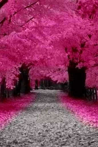 Image 220  - Landscape , Trees ,  Road , Pink . 

.