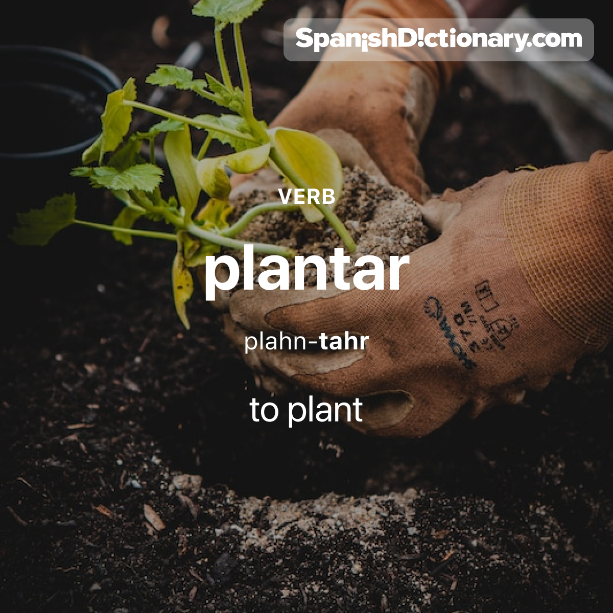 Today's #WordOfTheDay is 'plantar.' 🌱🌳 For example: Plantamos varios árboles en la primavera. - We planted several trees in the spring.
.
.
.
#EstudiaEspañol #StudySpanish #AprendeEspañol #LearnSpanish #Español #Spanish #LearningSpanish #PalabraDelDia #plantar #plant