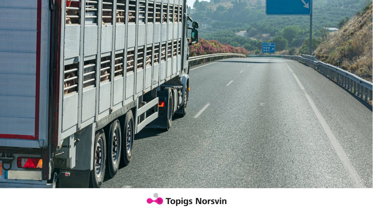 The Spanish pig industry has been plagued by an aggressive variant of the PRRS virus. Read the interview with Francisco Colino, Veterinarian & Production Director of Topigs Norsvin in Spain, about how pig producers adapted to it in terms of biosecurity: bit.ly/3VBuxaY