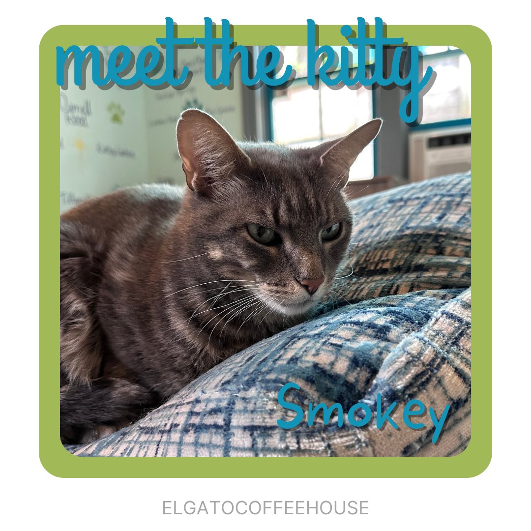 Meow Y’all! Smokey here. I’m a handsome 2 year old boy. I’m a big ol’ lover boy who is super affectionate. Thank you so much to Kaedy & Trevon for rescuing me and being my intake angels 😇 @KaedyC #adoptdontshop #houstoncatcafe #rescuecat #houstontx #catcafe #meow