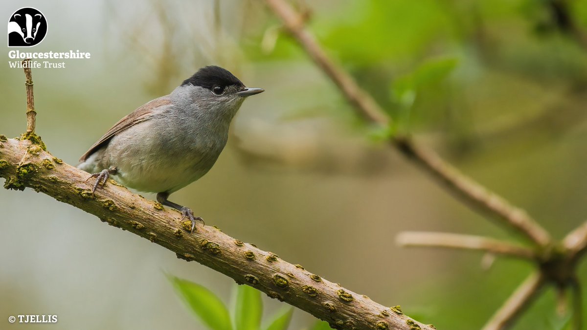 Blackcaps are mostly summer visitors, arriving this month to spend the summer here before heading back to southern Europe for the winter. Males have the black cap they are named for, and females have a ginger-brown cap, look out for these warblers in woodland, parks and gardens.