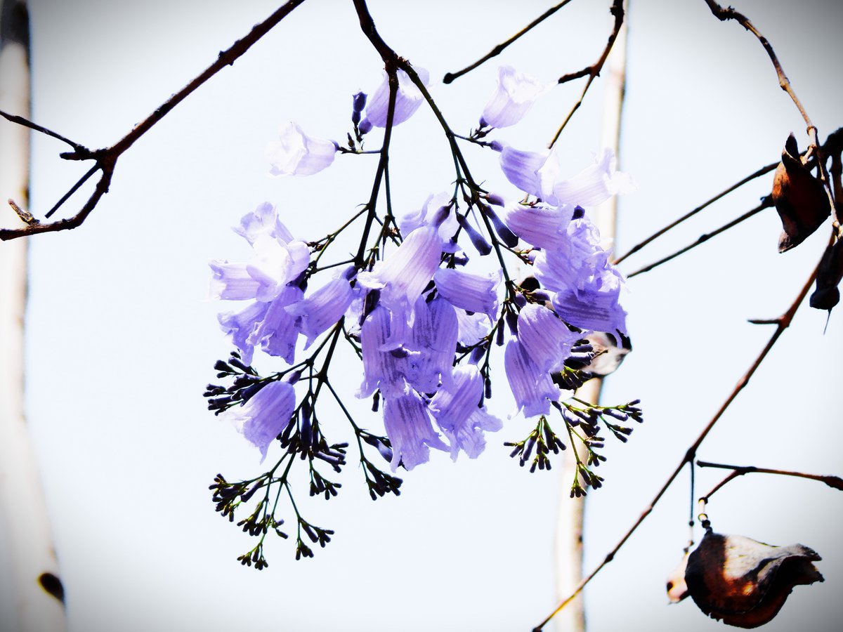 #photographylovers
#nikon #nikoncoldpixl830
#urbanphotography #fotografiaurbana #fotografiacallejera
 #naturaleza #nature #flowers #flores #paisajes #landscapes #picturesofflowers #fotografíasdeflores #primavera #jacarandas #primaveras