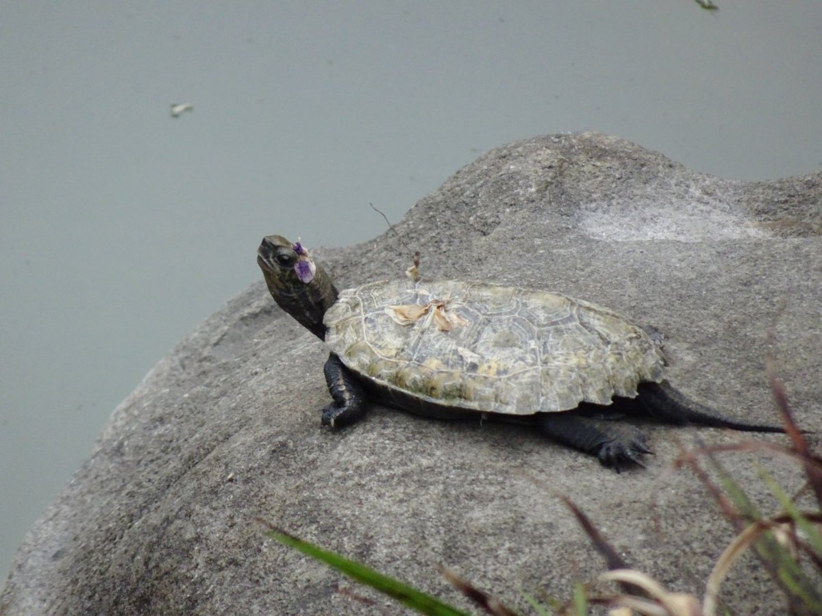 亀戸天神で見かけた頭に藤の花びらが載ったニホンイシガメ🐢