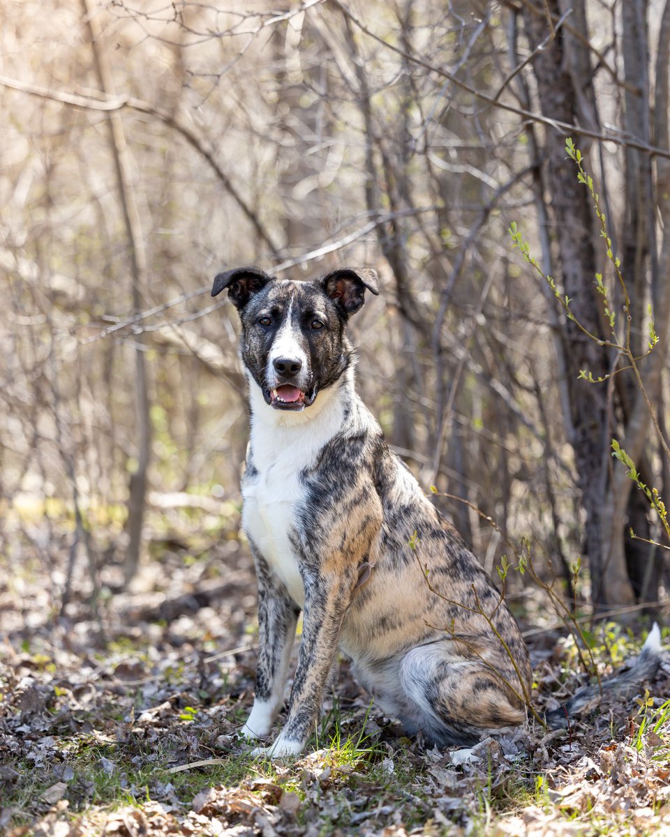 This loveable young guy is friendly and easy going. Kili loves going for walks and especially enjoys frolicking with other doggy pals. Are you ready to fall in love with Kili? Adopt him today! kwsphumane.ca/adopt/dogs