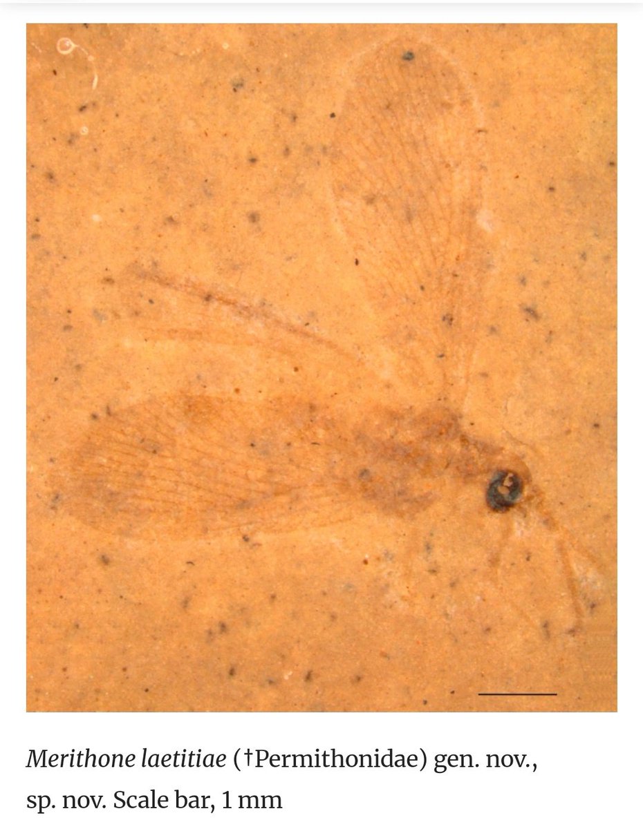 #montesangiorgio #new #newarticle #fossil #palaeontology #insect 
link.springer.com/article/10.118…