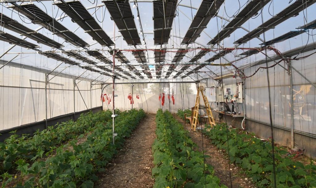 Agrovoltaica para pepinos: Científicos israelíes han probado tres tecnologías fotovoltaicas distintas para alimentar un invernadero que alberga 400 plantones de pepino. Su análisis ha revelado que la cubierta… dlvr.it/T69d2g #energíasolar #fotovoltaica #sostenibilidad