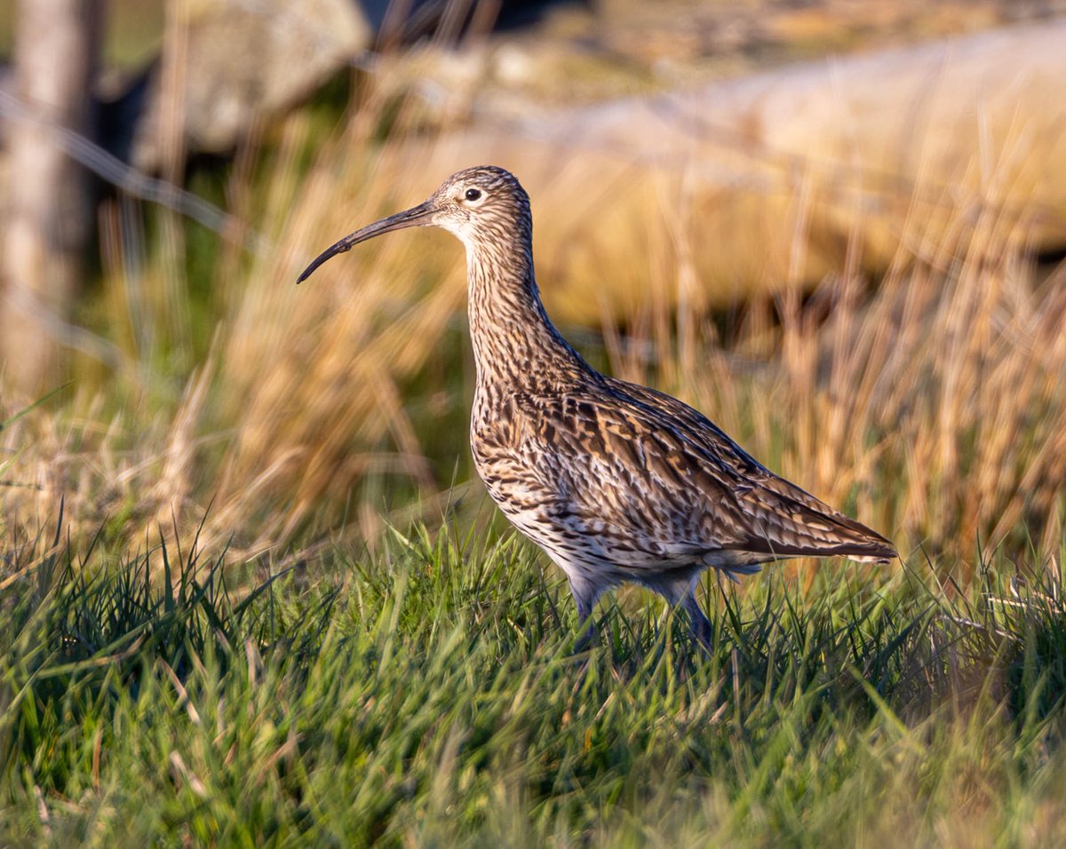 Curlew poking around in the mud