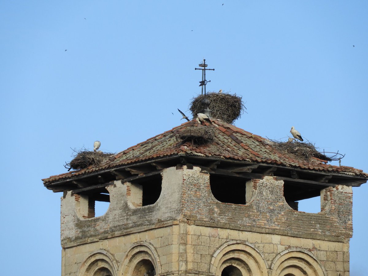 @Nicola_Bressi quando si parla di rispetto per gli animali. In Spagna, nella splendida Castilla y Leon , dove le autorità favoriscono i nidi di cicogne ponendo piattaforme metalliche sui tetti di chiese romaniche. Il risultato è questo…