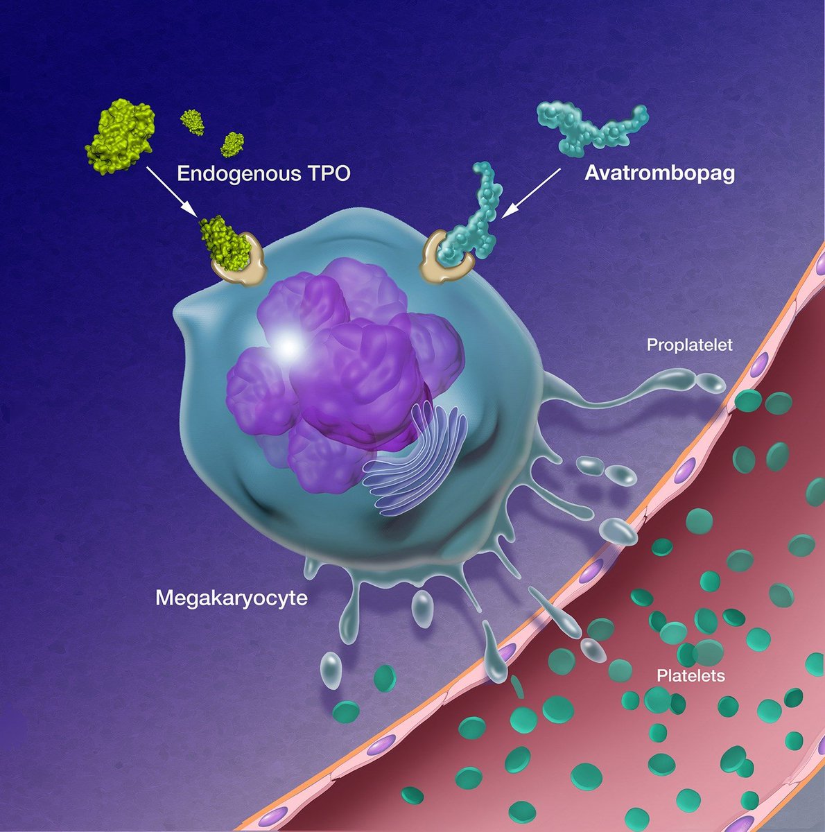 Illustration by Jackie Heda of Avatrombopag, 'an investigational thrombopoietin-receptor agonist, is effective in persistent and chronic immune thrombocytopenia and stimulates platelet production.'

Explore more: buff.ly/3m8owzK 

#immunology #medicalillustration #sciart