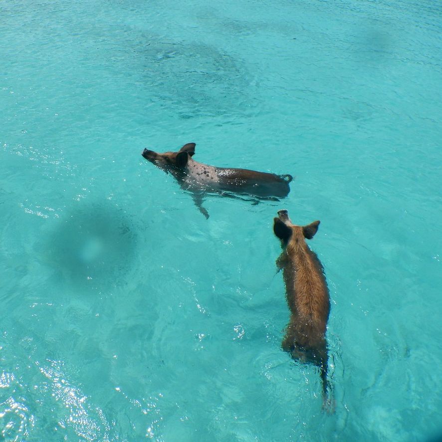 Would you swim with pigs? Pig beach located in the Exuma's is a fun stop for all our Bahamas Explorer students #bahamas #pigbeach #summercamp #sailingcamp #scubacamp #pigs